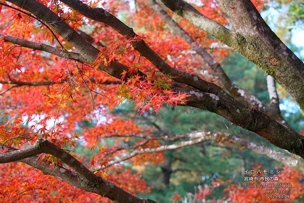 イロハモモジ 宮崎市市民の森 イロハモモジ 宮崎市市民の森
