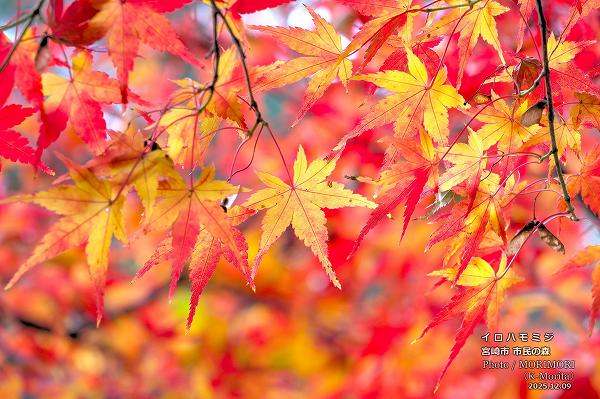 イロハモモジ 宮崎市市民の森 イロハモモジ 宮崎市市民の森