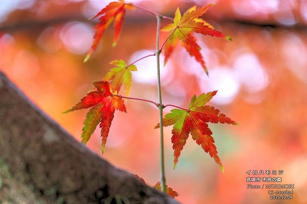 イロハモモジ 宮崎市市民の森 イロハモモジ 宮崎市市民の森