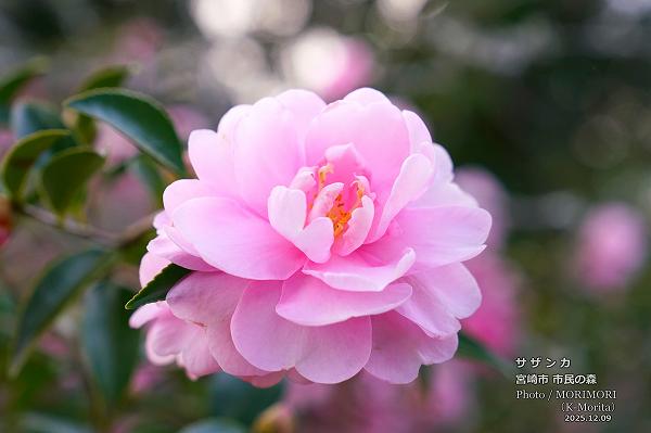 サザンカ 宮崎市市民の森 サザンカ 宮崎市市民の森