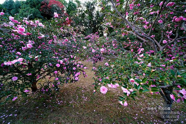 サザンカ 宮崎市市民の森 サザンカ 宮崎市市民の森