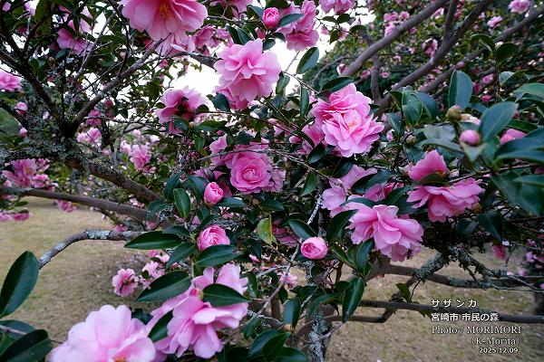サザンカ 宮崎市市民の森 サザンカ 宮崎市市民の森