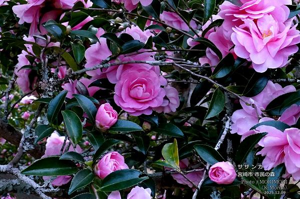 サザンカ 宮崎市市民の森 サザンカ 宮崎市市民の森