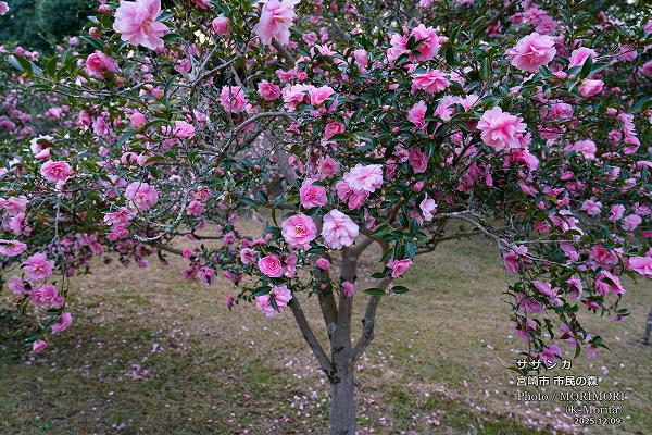 サザンカ 宮崎市市民の森 サザンカ 宮崎市市民の森