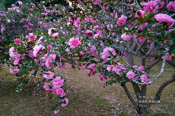 サザンカ 宮崎市市民の森 サザンカ 宮崎市市民の森
