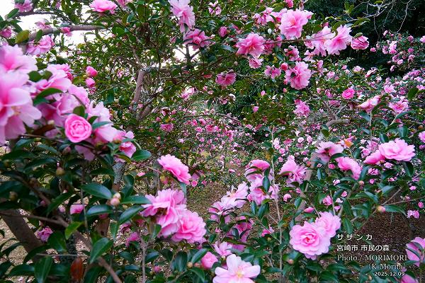 サザンカ 宮崎市市民の森 サザンカ 宮崎市市民の森