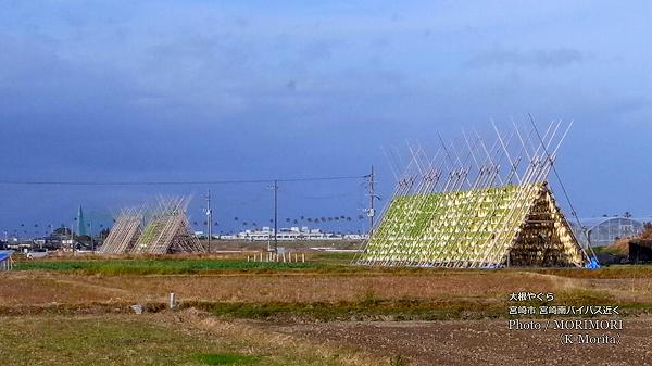 �纬�䤰�顡����˸������򤤷�ʪ�� �ܺ����