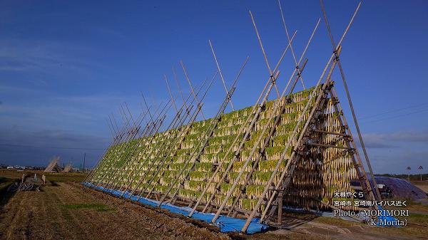 �ܺ�Ի���Ǥ⸫���� �ߤ���ʪ�� �纬�䤰��