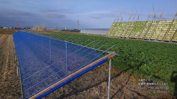 ���������ڤ��纬�򴳤���������