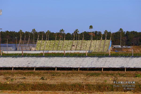 千切り大根と干大根やぐら(宮崎市本郷南方) 千切り大根と干大根やぐら(宮崎市本郷南方)
