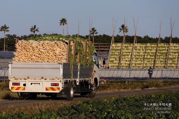 大根を満載したトラック 大根を満載したトラック