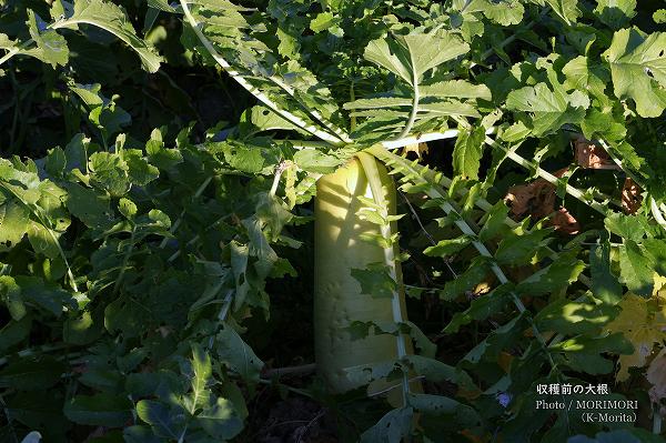 収穫前の大根 収穫前の大根
