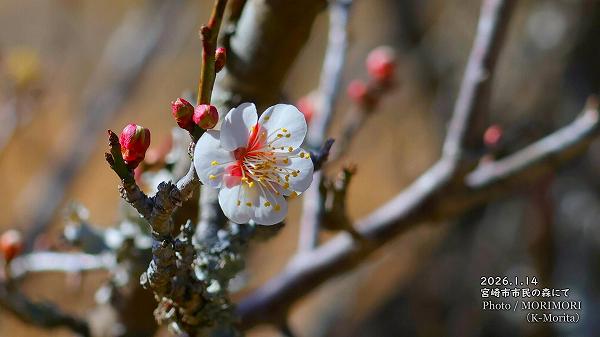 �ߤ��餤�Ƥ����ʵܺ�Ի�̱�ο���