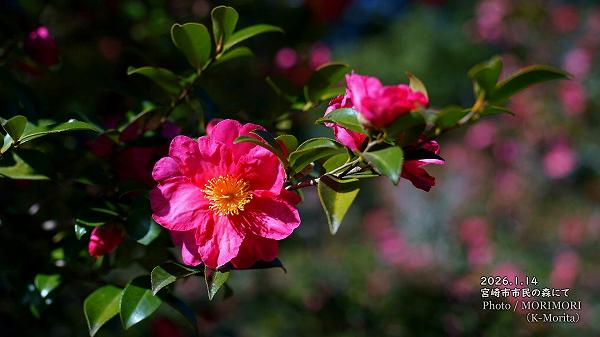 �����󥫤β֡ʵܺ�� ��̱�ο���