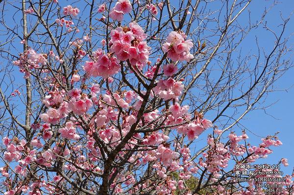 ����ҥ�����(2026/1/17���ɤ�Τ���