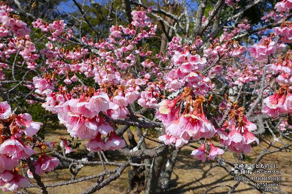 ����ҥ�����(2026/1/17���ɤ�Τ���