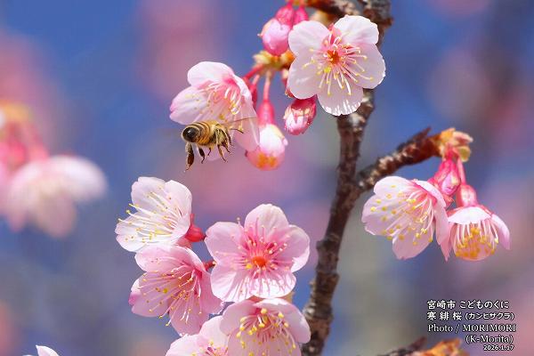 ����ҥ�����ȥߥĥХ�((2026/1/17���ɤ�Τ���