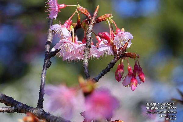 ����ҥ�����(2026/1/17���ɤ�Τ���