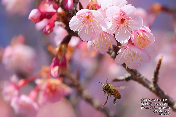 ����ҥ�����ȥߥĥХ�((2026/1/17���ɤ�Τ���