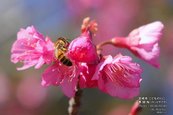 ����ҥ�����ȥߥĥХ�((2026/1/17���ɤ�Τ���