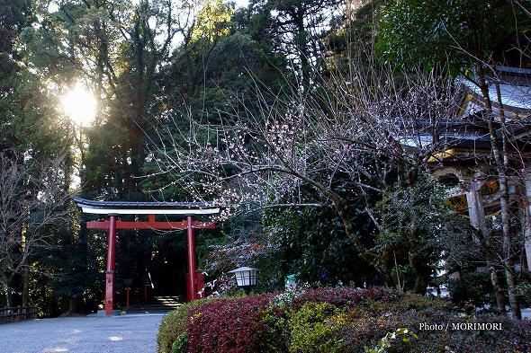 霧島東神社　鳥居前の梅も開花