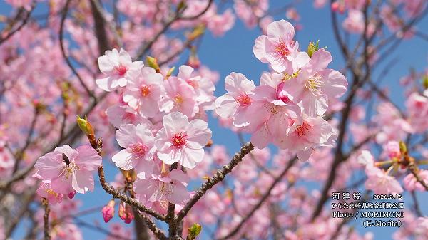 ���ź��ʤҤʤ�����ޥ�󥹥�������ܺ��ն�ˤơ�