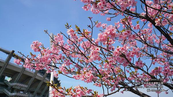 ���ź��ʤҤʤ�����ޥ�󥹥�������ܺ��ն�ˤơ�