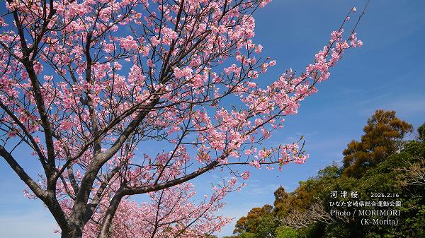 ���ź��ʤҤʤ�����ޥ�󥹥�������ܺ��ն�ˤơ�