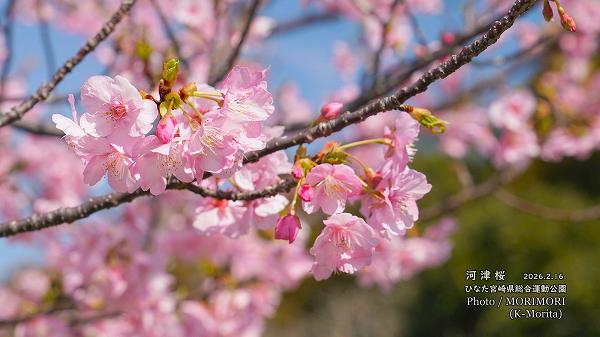 ���ź��ʤҤʤ�����ޥ�󥹥�������ܺ��ն�ˤơ�