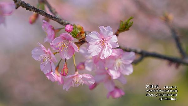 ���ź��ʤҤʤ�����ޥ�󥹥�������ܺ��ն�ˤơ�