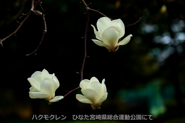 �ϥ��⥯��󡡤Ҥʤ��ܺ긩���籿ư����ˤ�