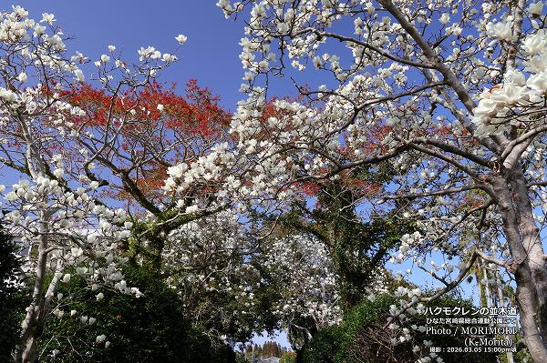 �ϥ��⥯��������ƻ�ˤ�(�Ҥʤ��ܺ긩���籿ư����)