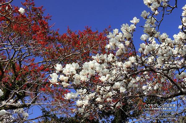 �ϥ��⥯��������ƻ�ˤ�(�Ҥʤ��ܺ긩���籿ư����)