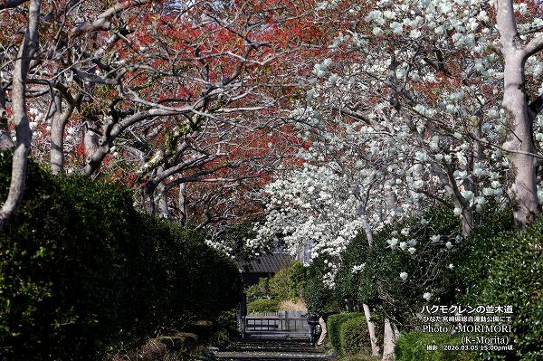 �ϥ��⥯��������ƻ�ˤ�(�Ҥʤ��ܺ긩���籿ư����)