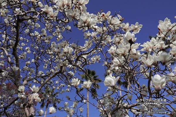 �ϥ��⥯��������ƻ�ˤ�(�Ҥʤ��ܺ긩���籿ư����)