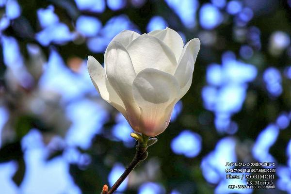 �ϥ��⥯��󡡤Ҥʤ��ܺ긩���籿ư����ˤ�