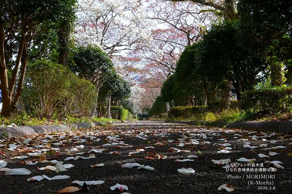 �ϥ��⥯��󡡤Ҥʤ��ܺ긩���籿ư����ˤ�