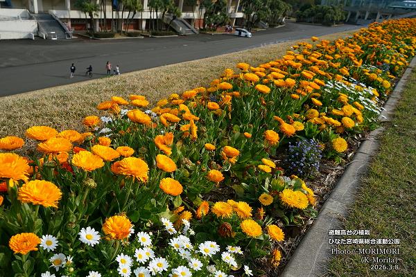 �������νդο��ϡʤҤʤ��ܺ긩���籿ư�����