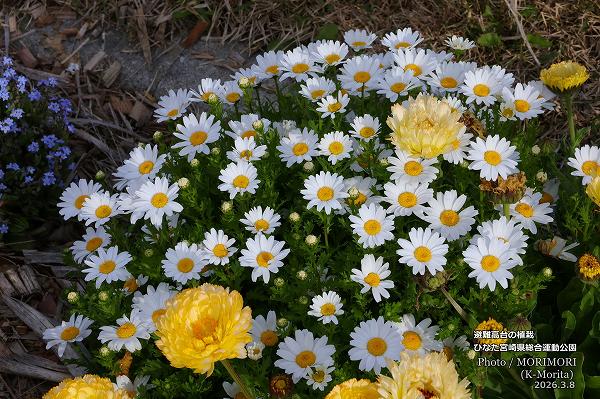 �������νդο��ϡʤҤʤ��ܺ긩���籿ư�����