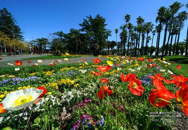 �ܸ�ܥ��˥å������ǥ�2026ǯ�դΥե����硼