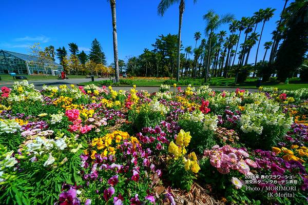 �ܸ�ܥ��˥å������ǥ�2026ǯ�դΥե����硼