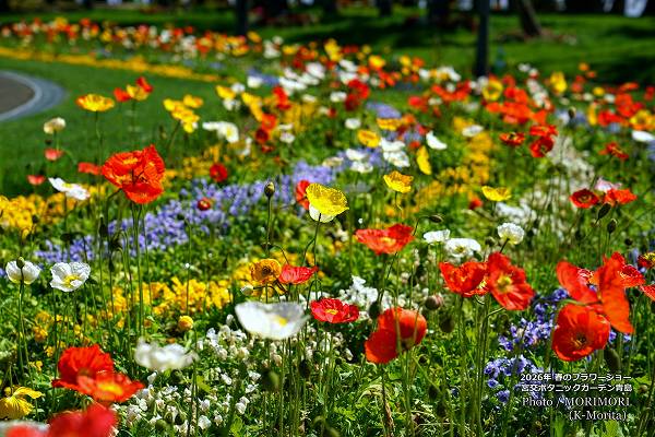 �ܸ�ܥ��˥å������ǥ�2026ǯ�դΥե����硼