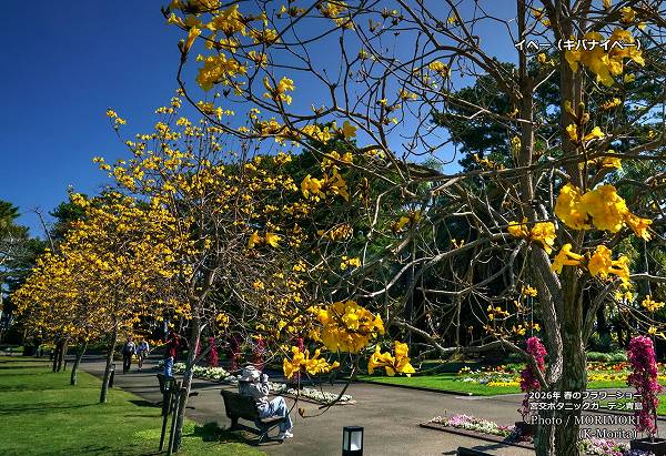 ���Хʥ��ڡ����ܸ�ܥ��˥å������ǥ�2026ǯ�դΥե����硼