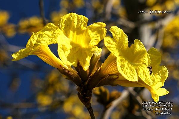 ���Хʥ��ڡ����ܸ�ܥ��˥å������ǥ�2026ǯ�դΥե����硼