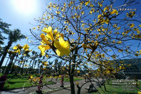 ���Хʥ��ڡ����ܸ�ܥ��˥å������ǥ�2026ǯ�դΥե����硼