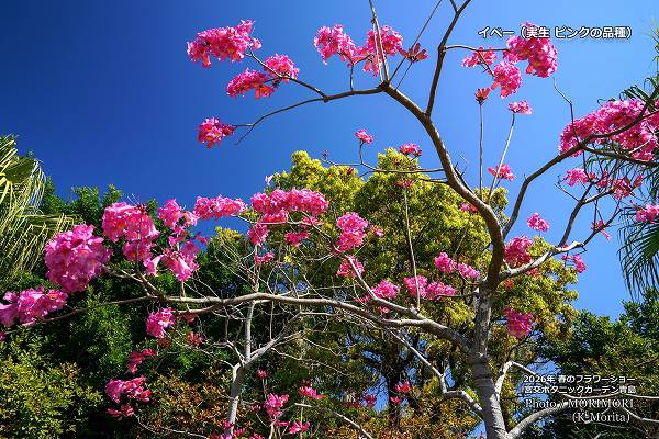 �ԥ󥯿��Υ��ڡ����ܸ�ܥ��˥å������ǥ�2026ǯ�դΥե����硼