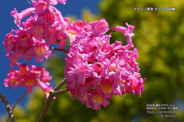 �ԥ󥯿��Υ��ڡ����ܸ�ܥ��˥å������ǥ�2026ǯ�դΥե����硼