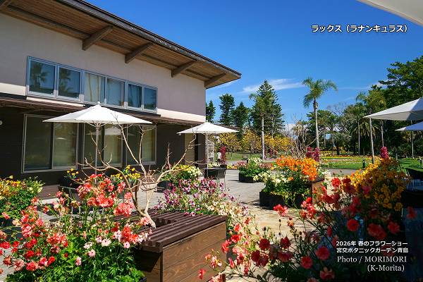 ��å������ܸ�ܥ��˥å������ǥ�2026ǯ�դΥե����硼