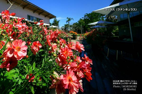 ��å������ܸ�ܥ��˥å������ǥ�2026ǯ�դΥե����硼