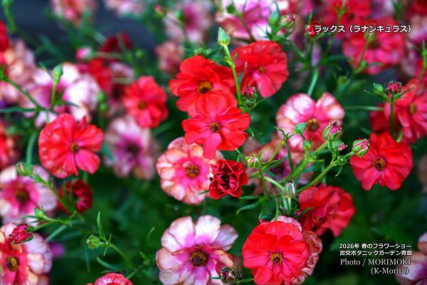 ��å������ܸ�ܥ��˥å������ǥ�2026ǯ�դΥե����硼